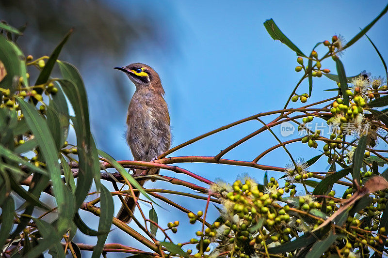 黄脸蜜蜂(Caligavis chrysops)